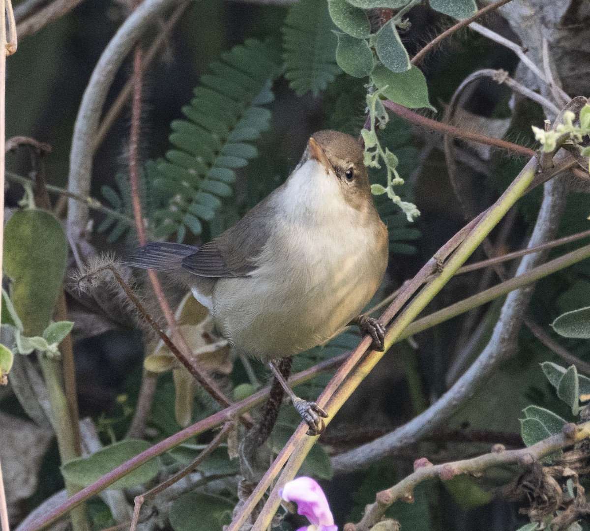 Blyth's Reed Warbler - Rohit Tibrewal