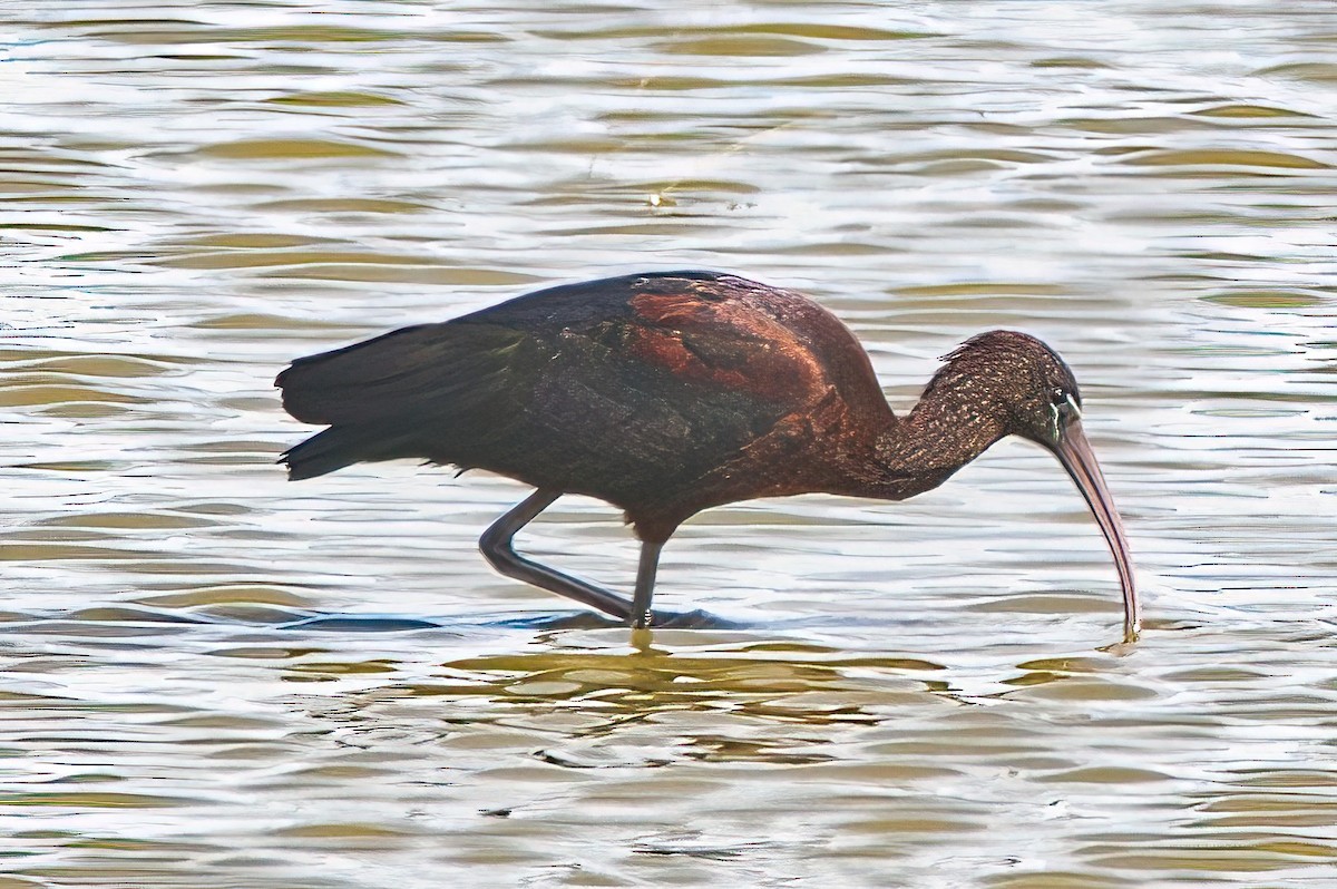 Glossy Ibis - ML613117398