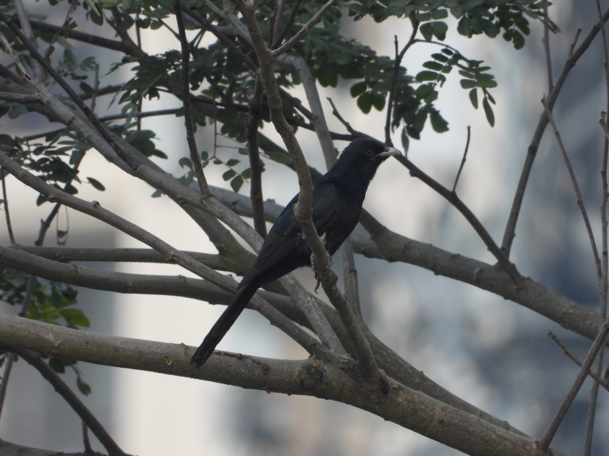 Asian Koel - Vidhya Sundar