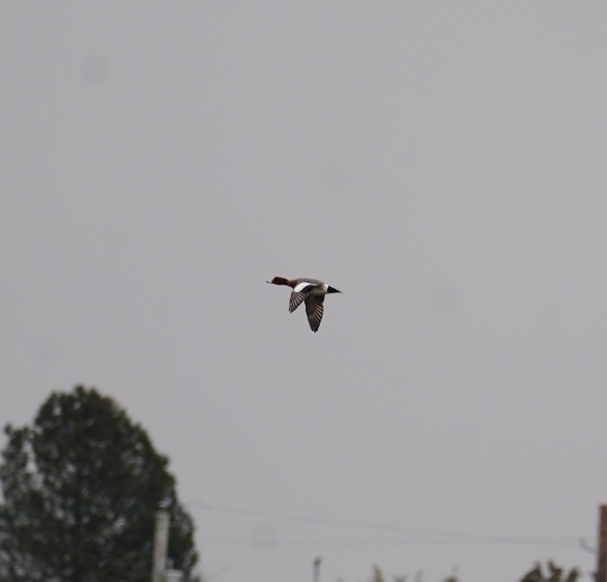 Eurasian Wigeon - ML613117443