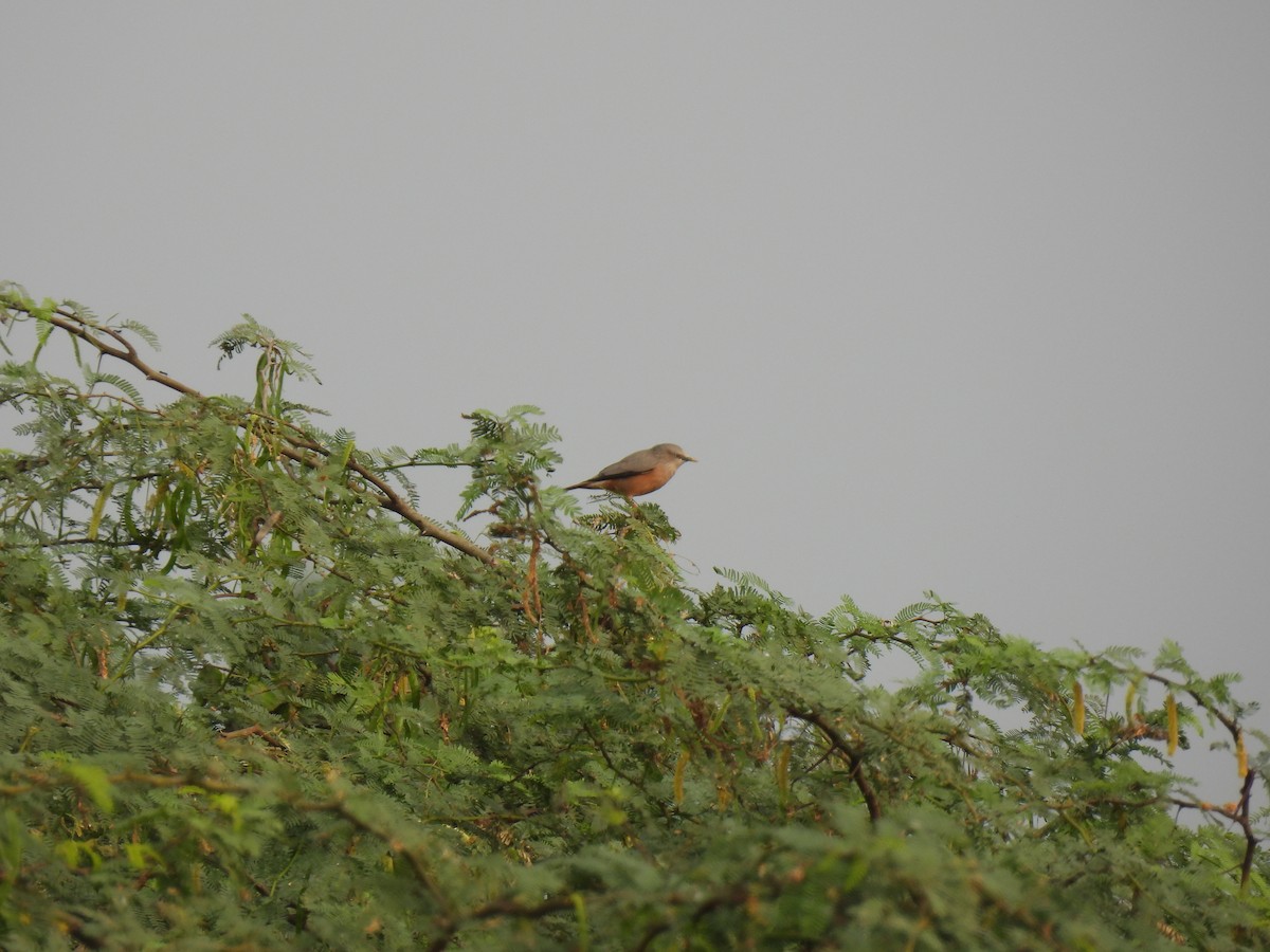 Chestnut-tailed Starling - ML613117449