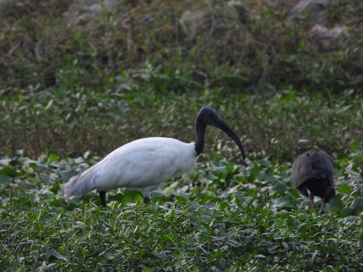 ibis černohlavý - ML613117459