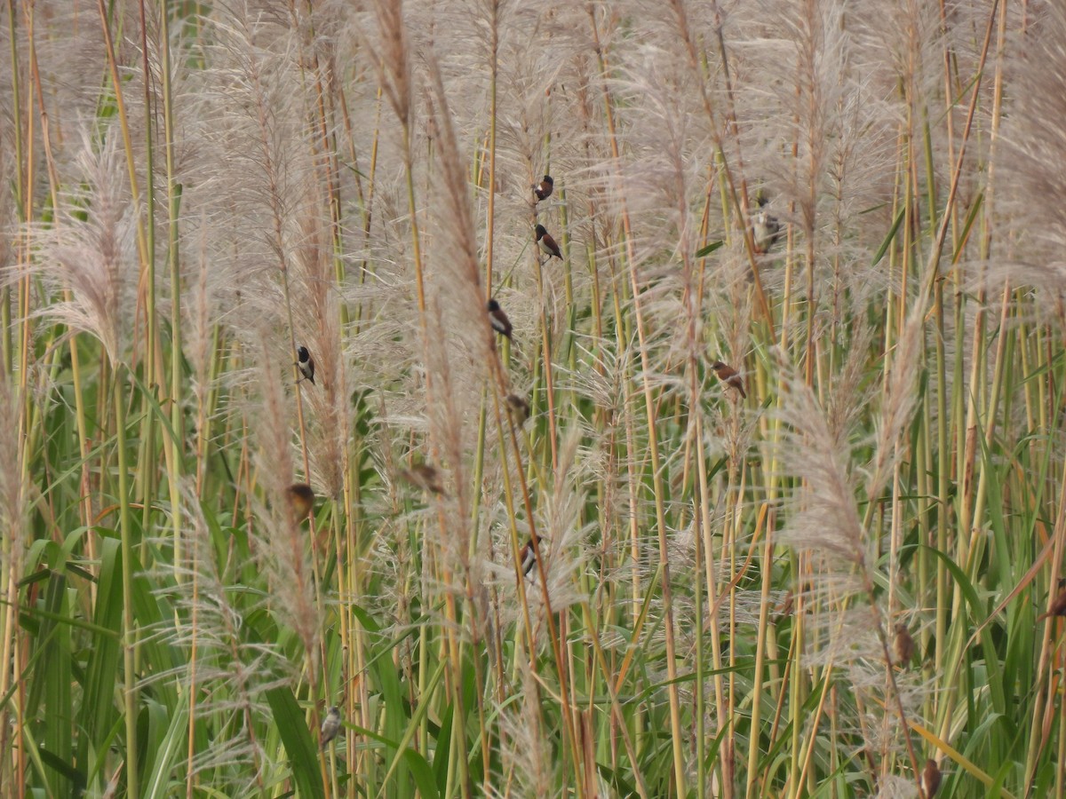 Tricolored Munia - ML613117474