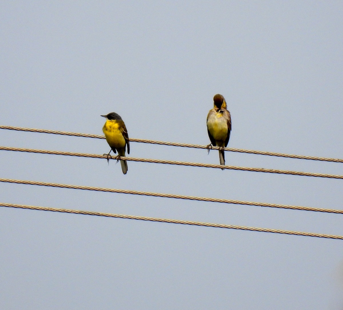 Eastern Yellow Wagtail - ML613117502