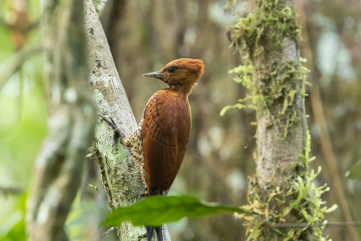 Cinnamon Woodpecker - Carsten Sekula