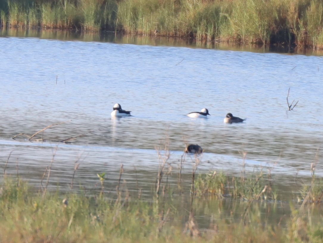 Bufflehead - ML613117548