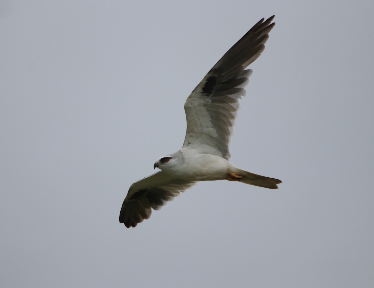 Black-shouldered Kite - ML613117575