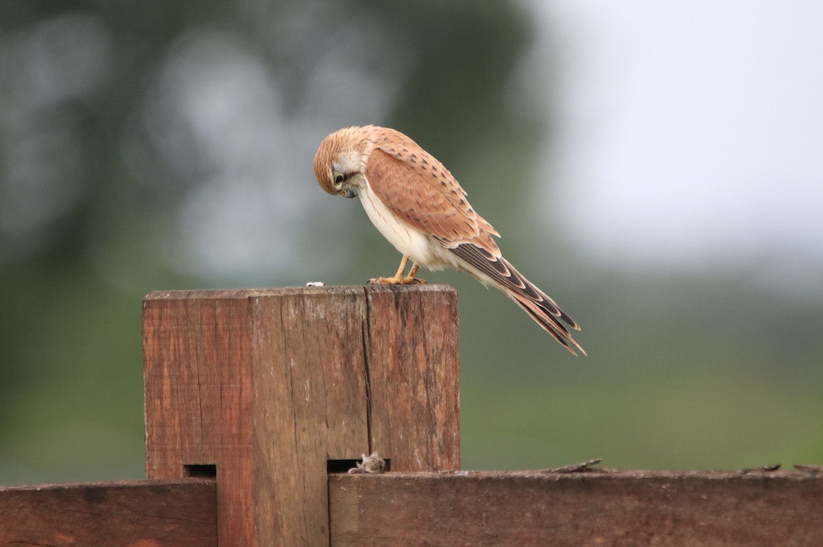 Nankeen Kestrel - ML613117577