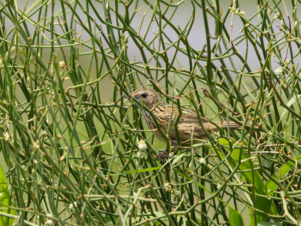 Striated Fieldwren - ML613117613