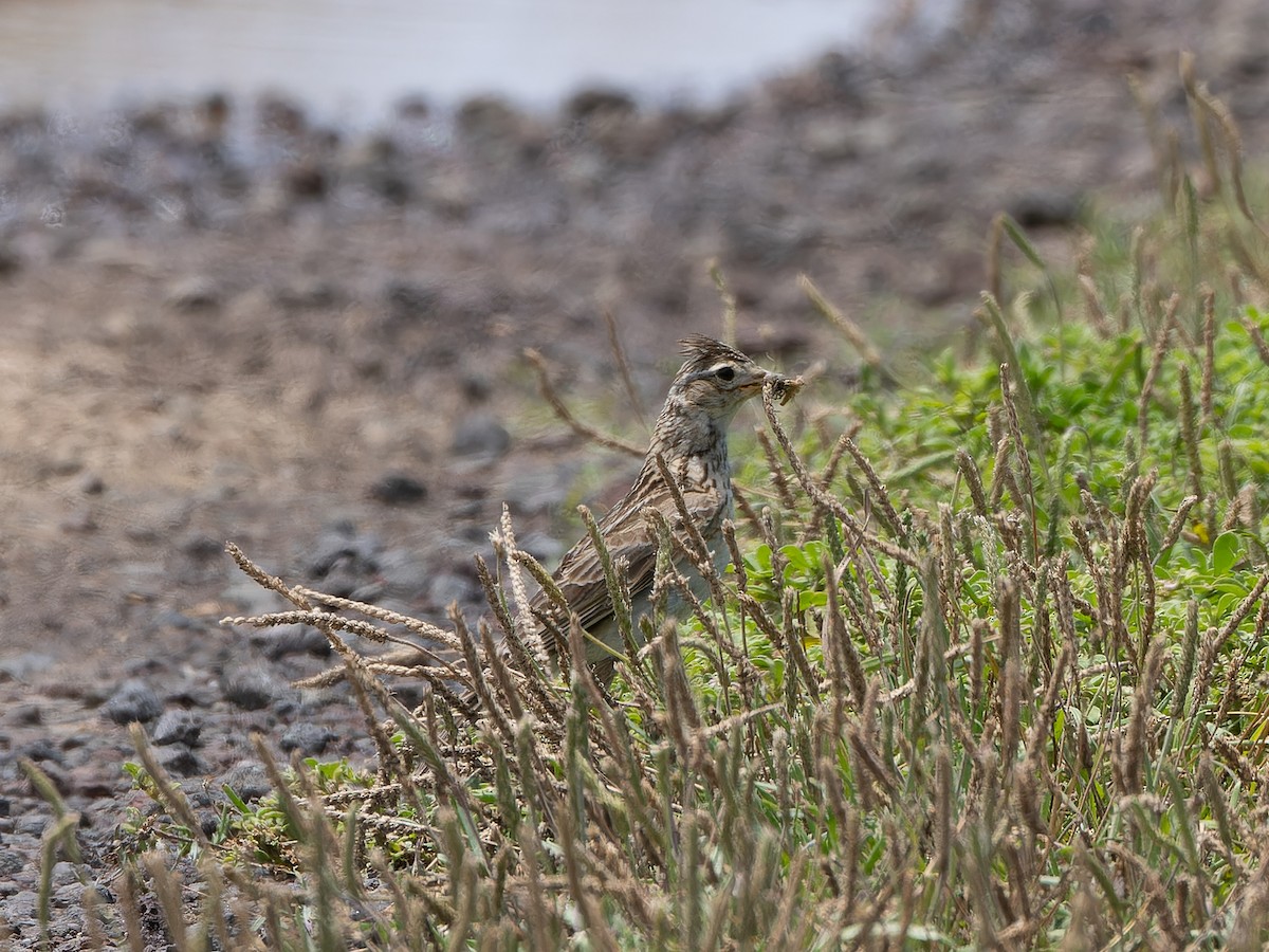 Eurasian Skylark - ML613117614