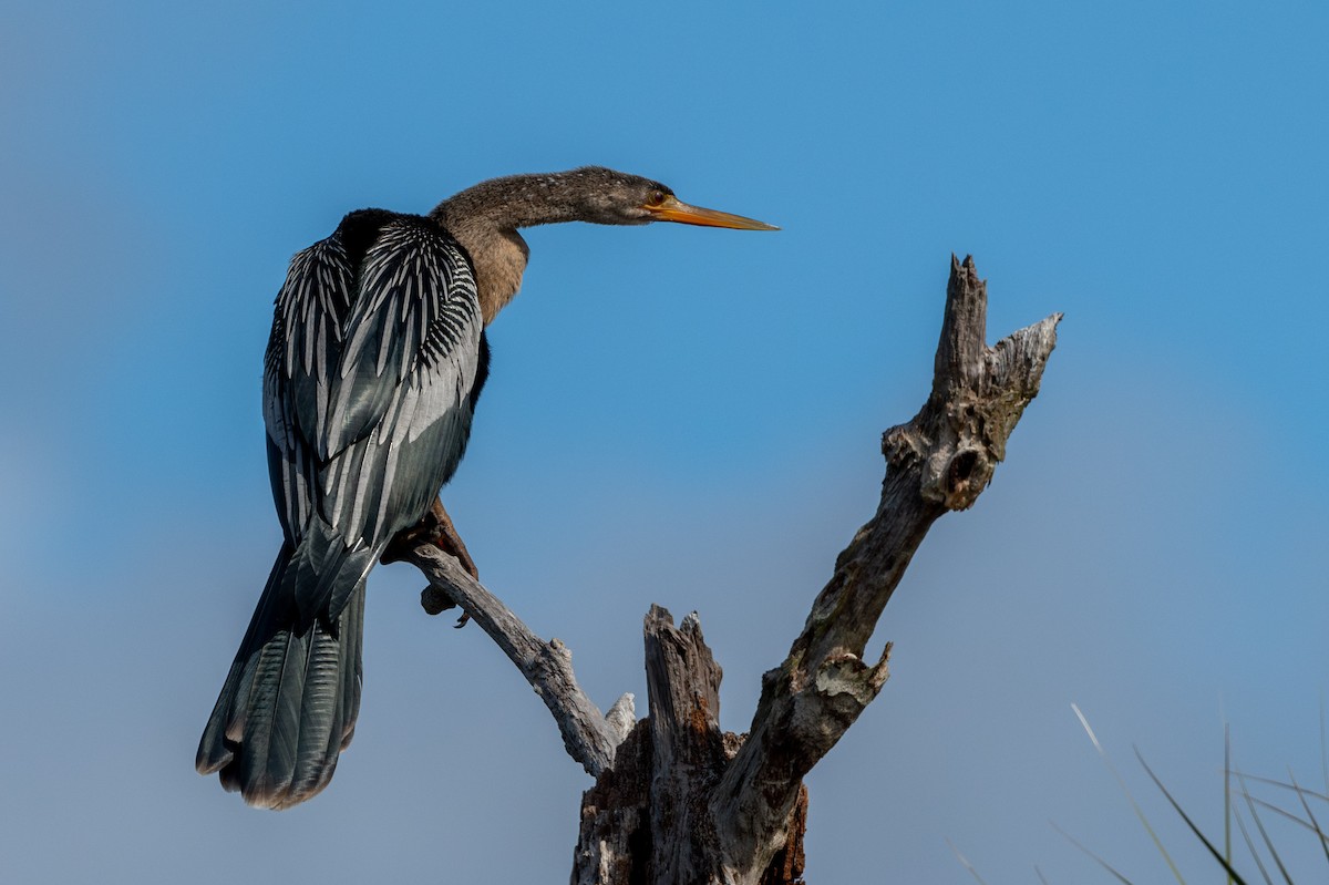 Anhinga d'Amérique - ML613117647