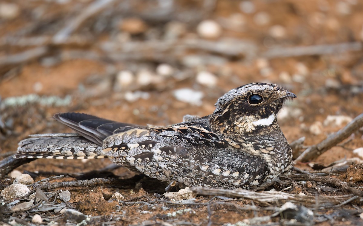 Spotted Nightjar - Nik Mulconray