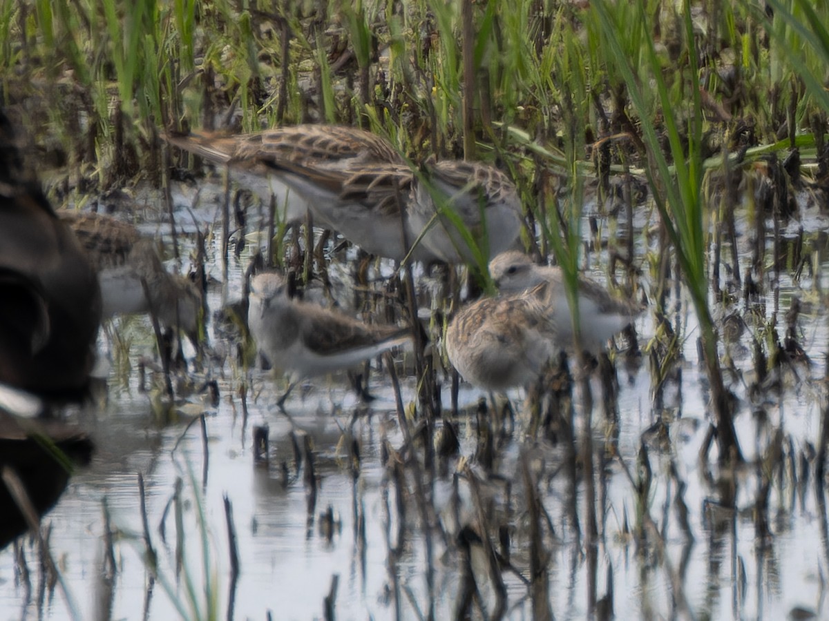 Red-necked Stint - ML613117745
