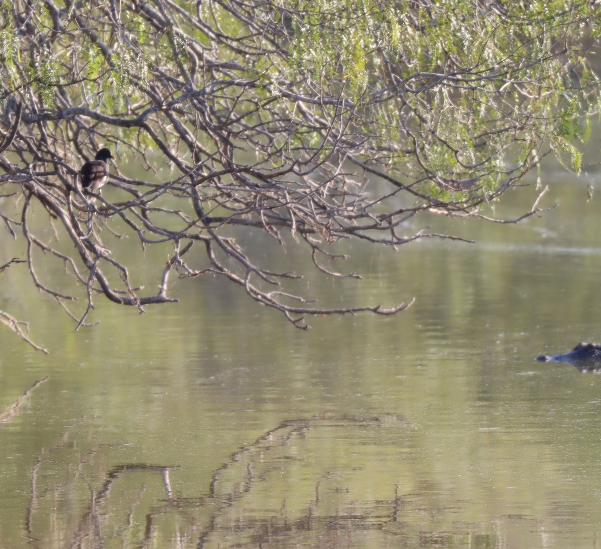 Common Gallinule - ML613117770