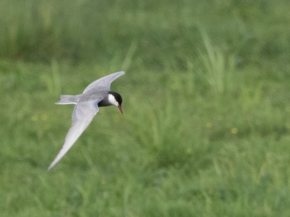 Whiskered Tern - Gavin Ailes