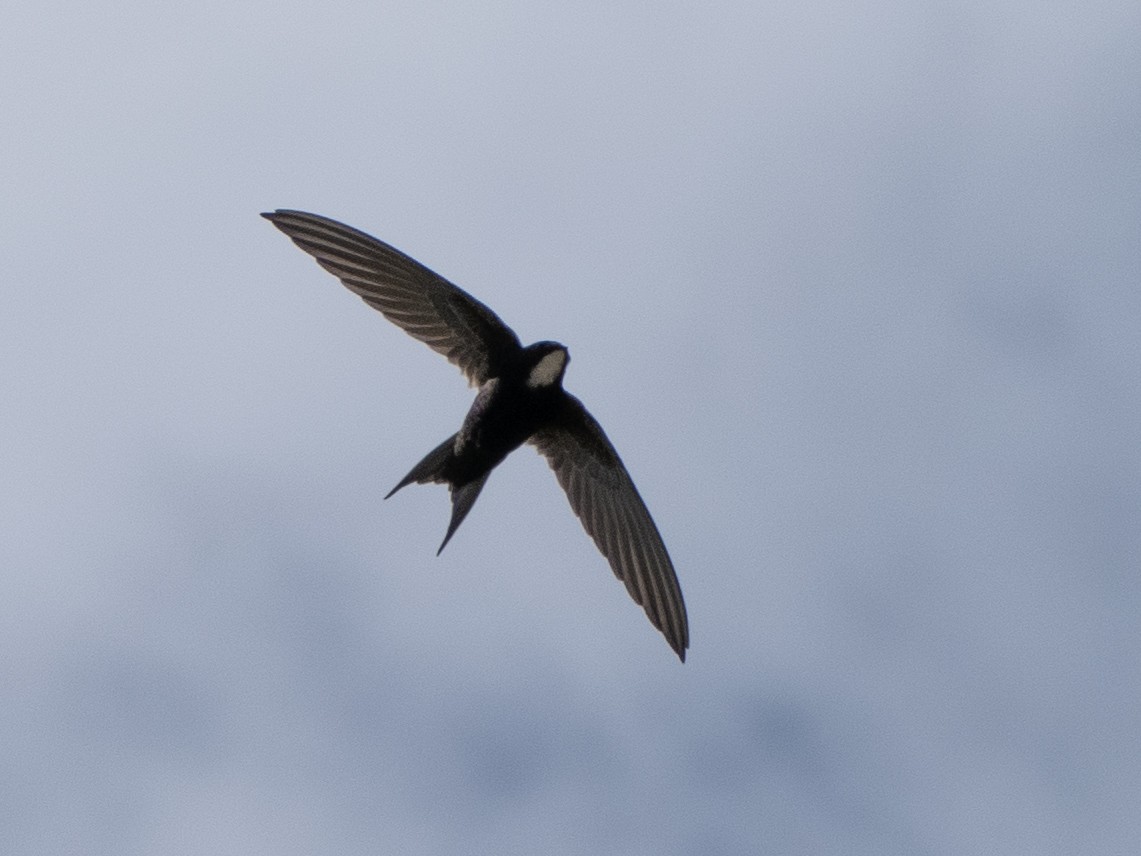 White-rumped Swift - ML613117855