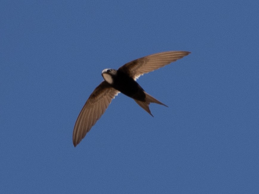 White-rumped Swift - ML613117856