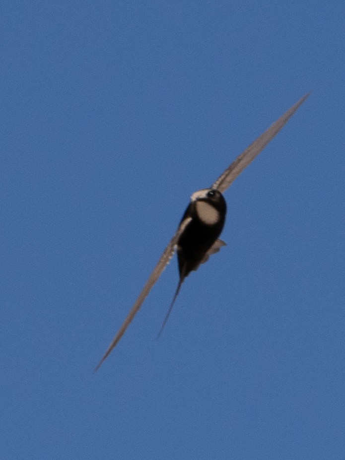 White-rumped Swift - ML613117860