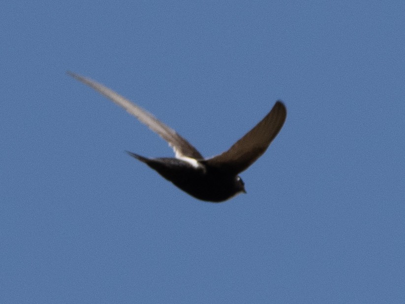 White-rumped Swift - ML613117861