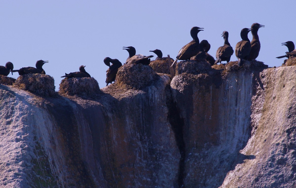 Bank Cormorant - ML613117868