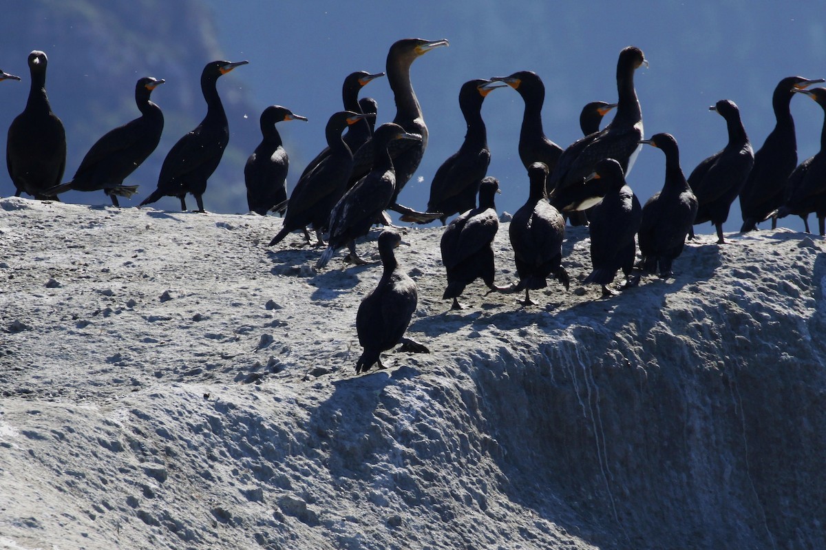 Cape Cormorant - Pedro Plans