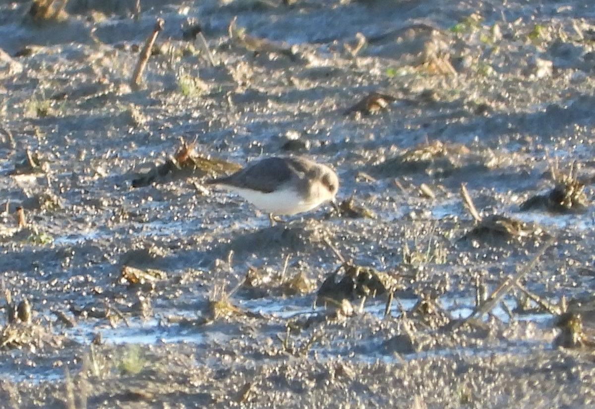 Temminckstrandläufer - ML613117961