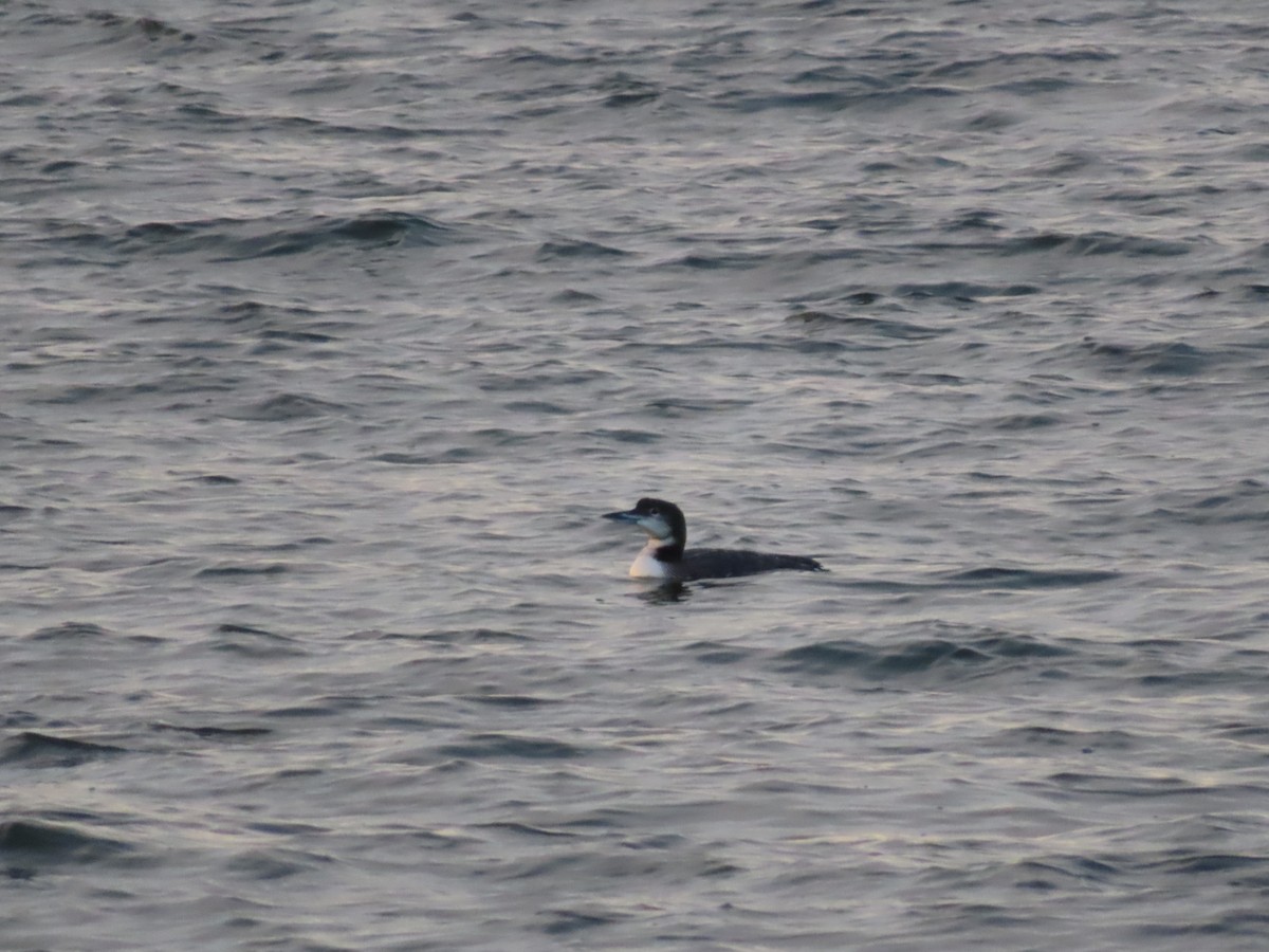 Common Loon - ML613117976