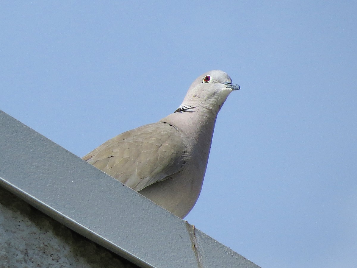 African Collared-Dove - Ted Floyd