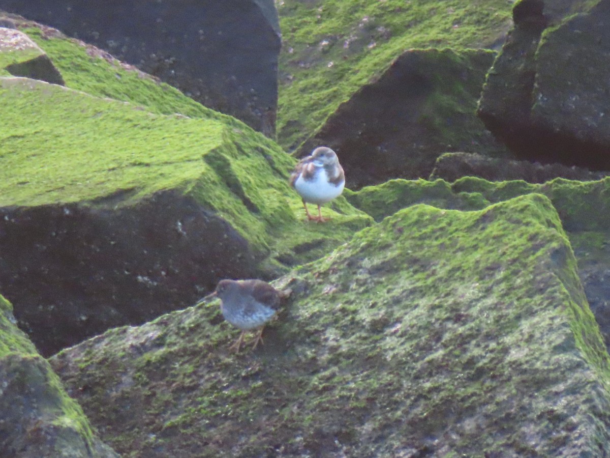 Ruddy Turnstone - ML613118095