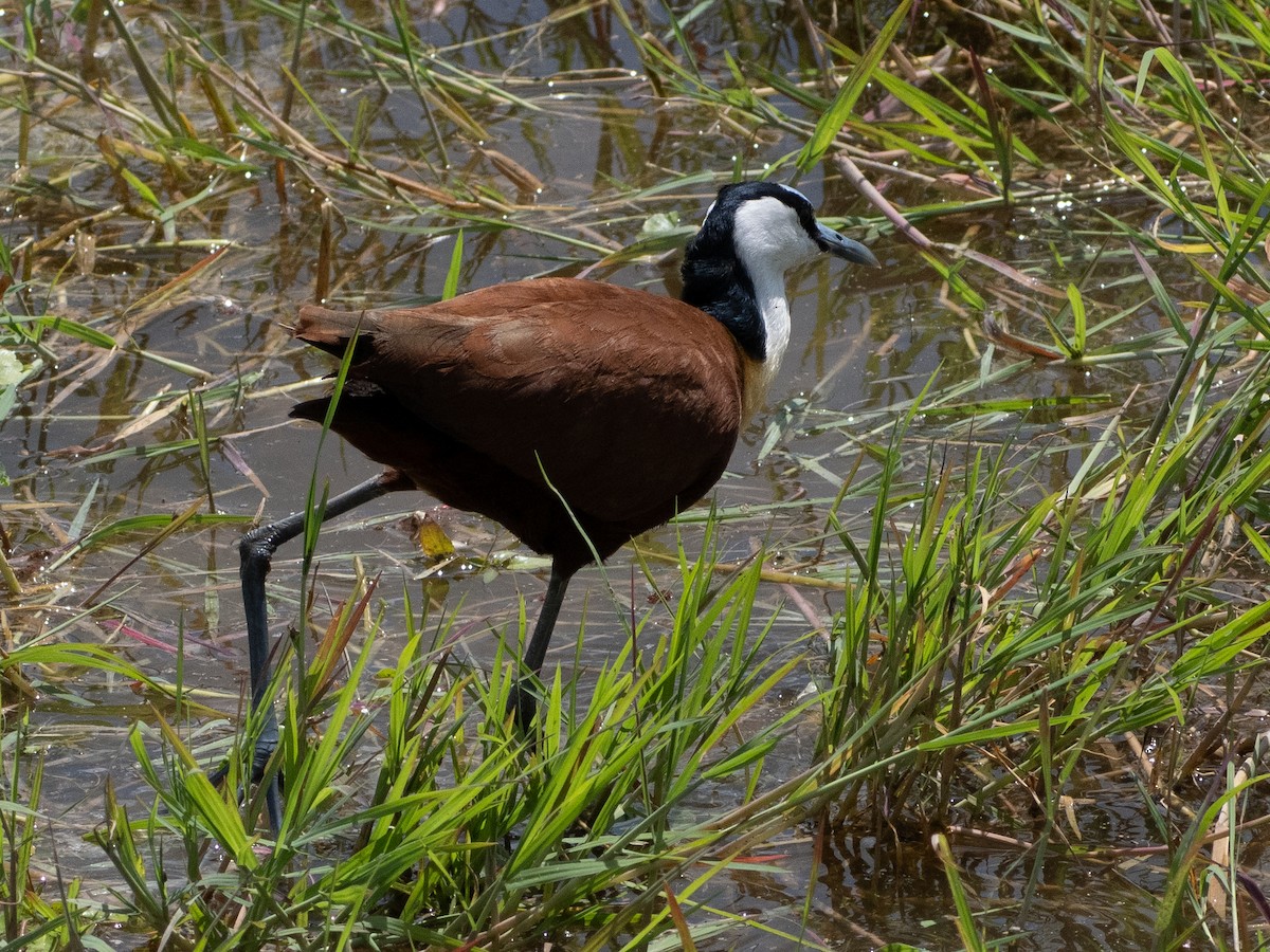 African Jacana - ML613118102