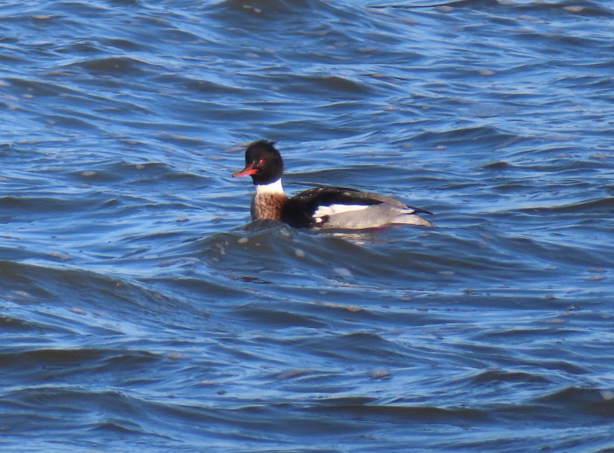 Red-breasted Merganser - ML613118369