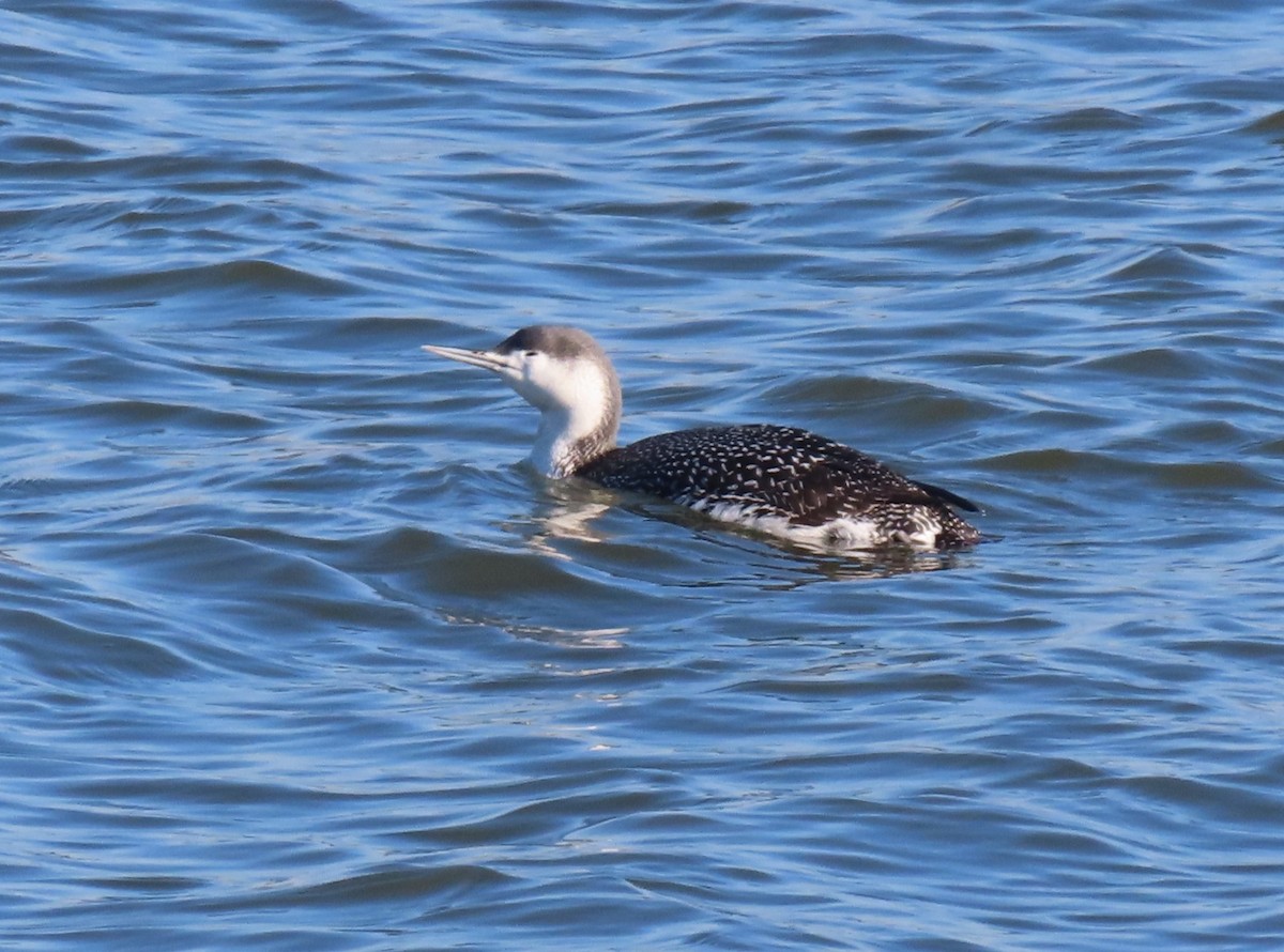 Red-throated Loon - ML613118374