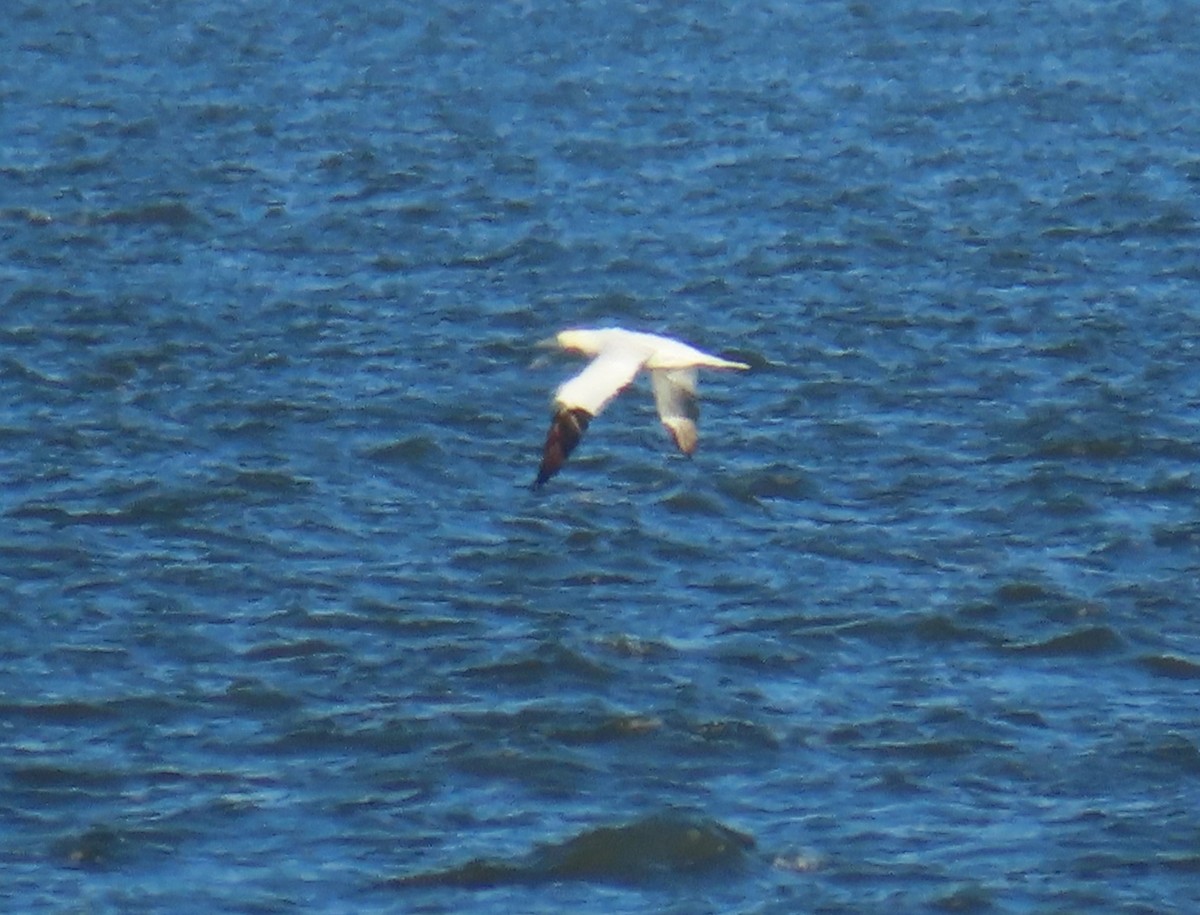 Northern Gannet - ML613118379