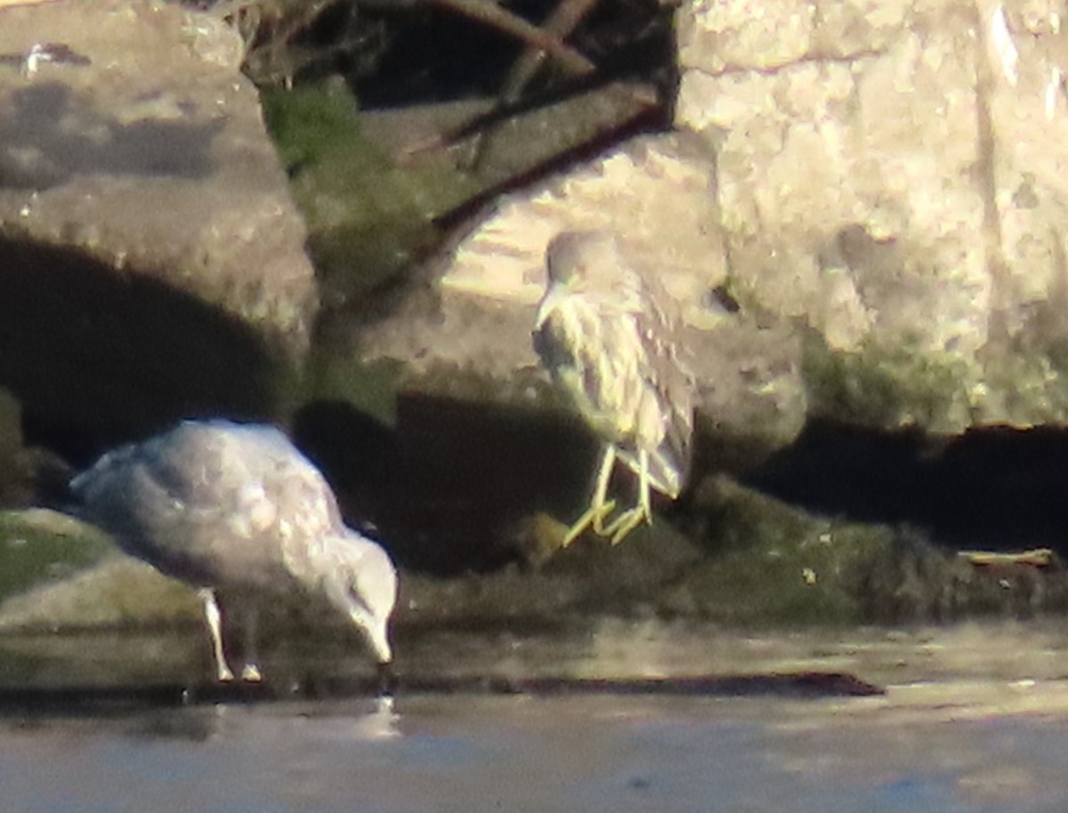 Black-crowned Night Heron - ML613118382