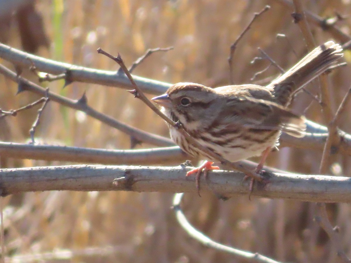 Song Sparrow - ML613118390