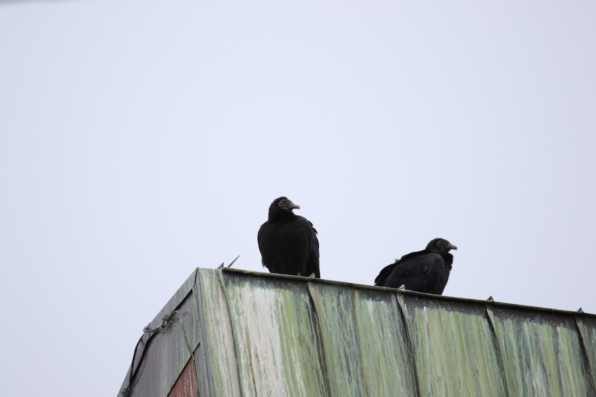 Black Vulture - ML613118394