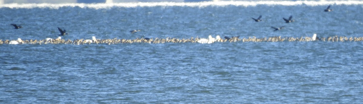 American White Pelican - ML613118411