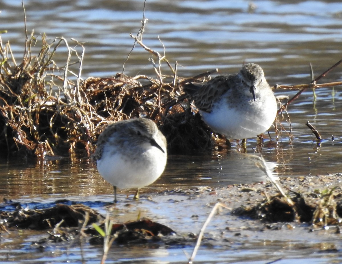 Least Sandpiper - ML613118418