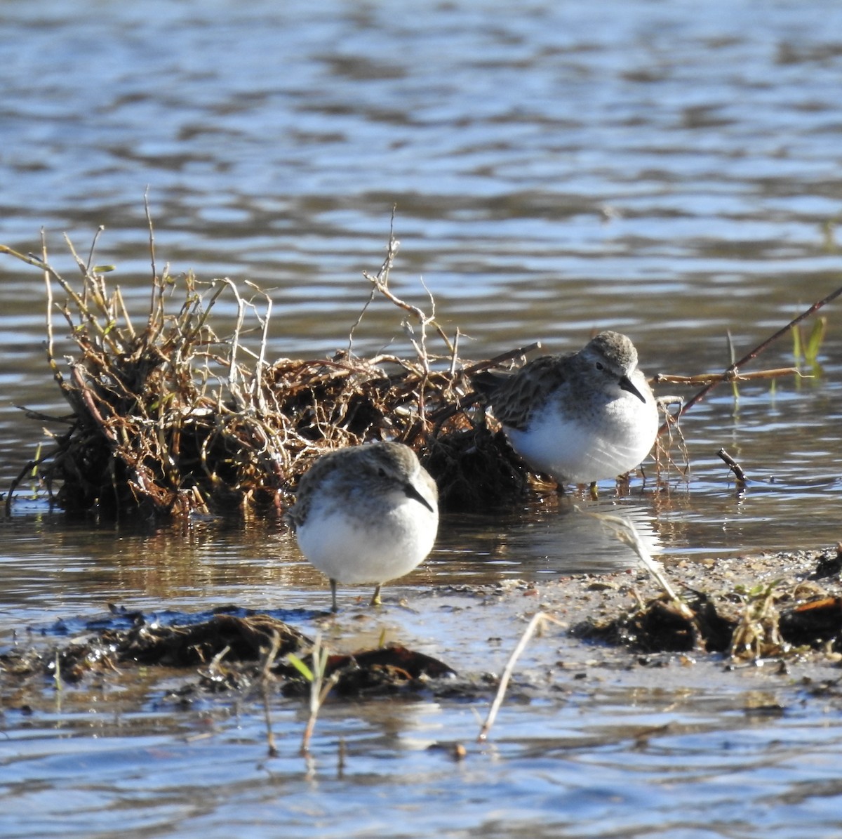 Least Sandpiper - ML613118419