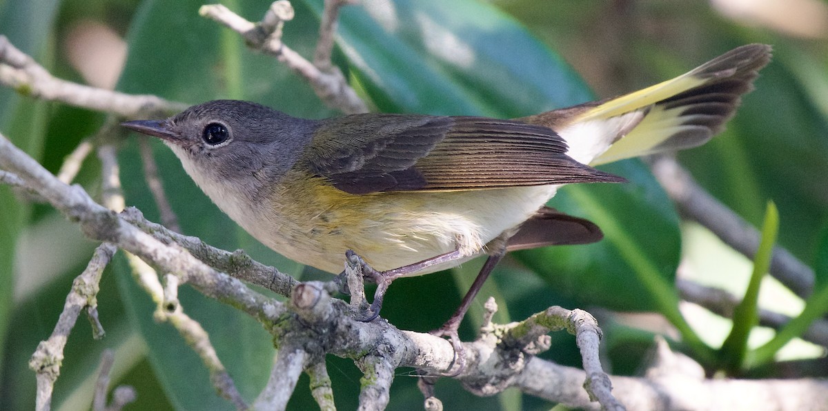 American Redstart - ML613118439