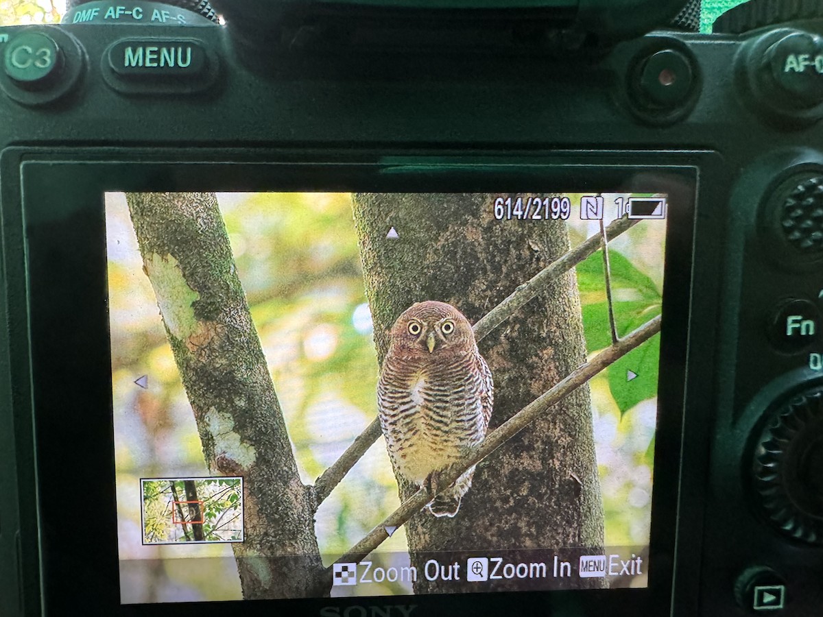 Jungle Owlet - Zaheer  Abdul Rahman