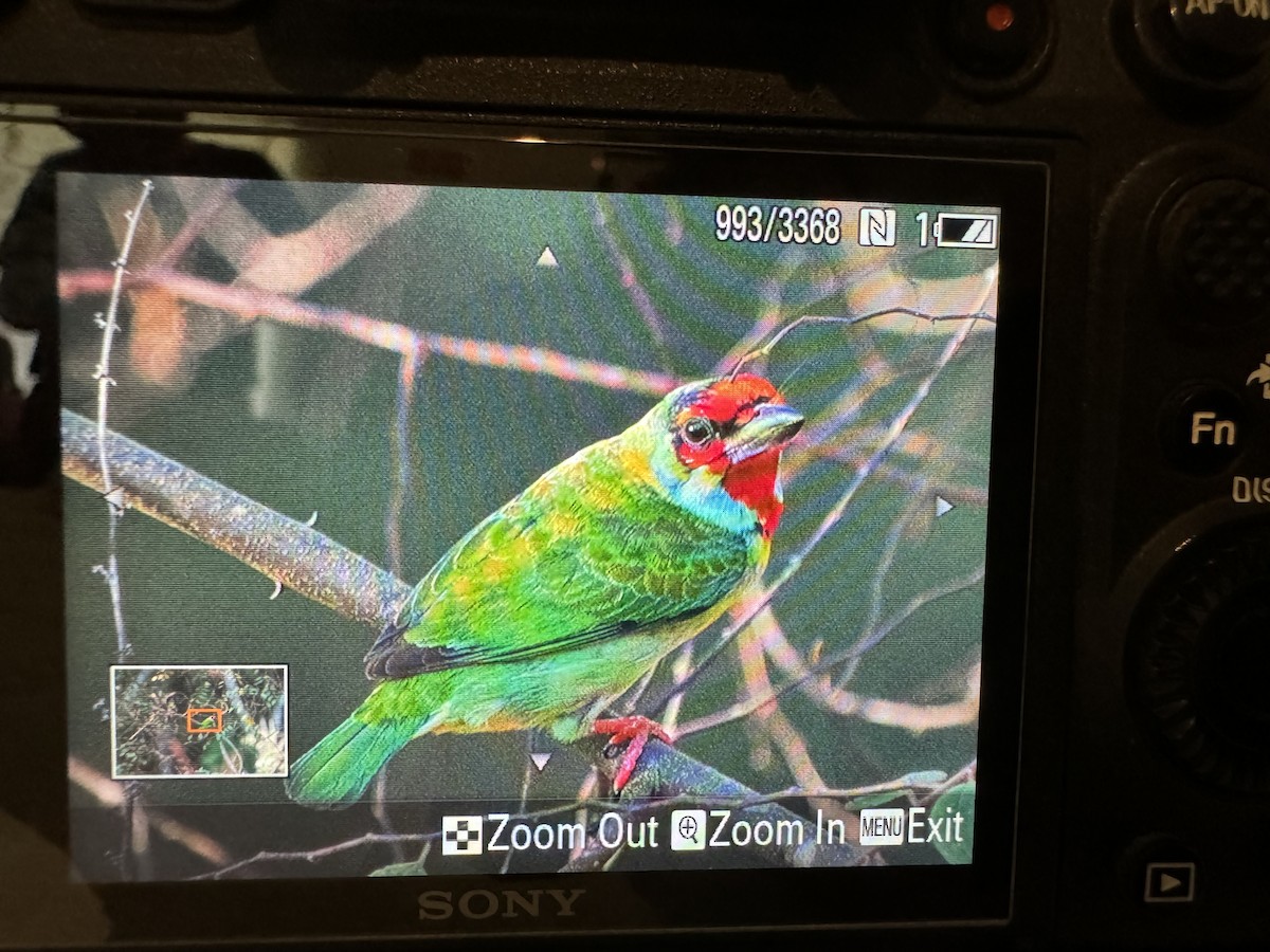 Malabar Barbet - ML613118488