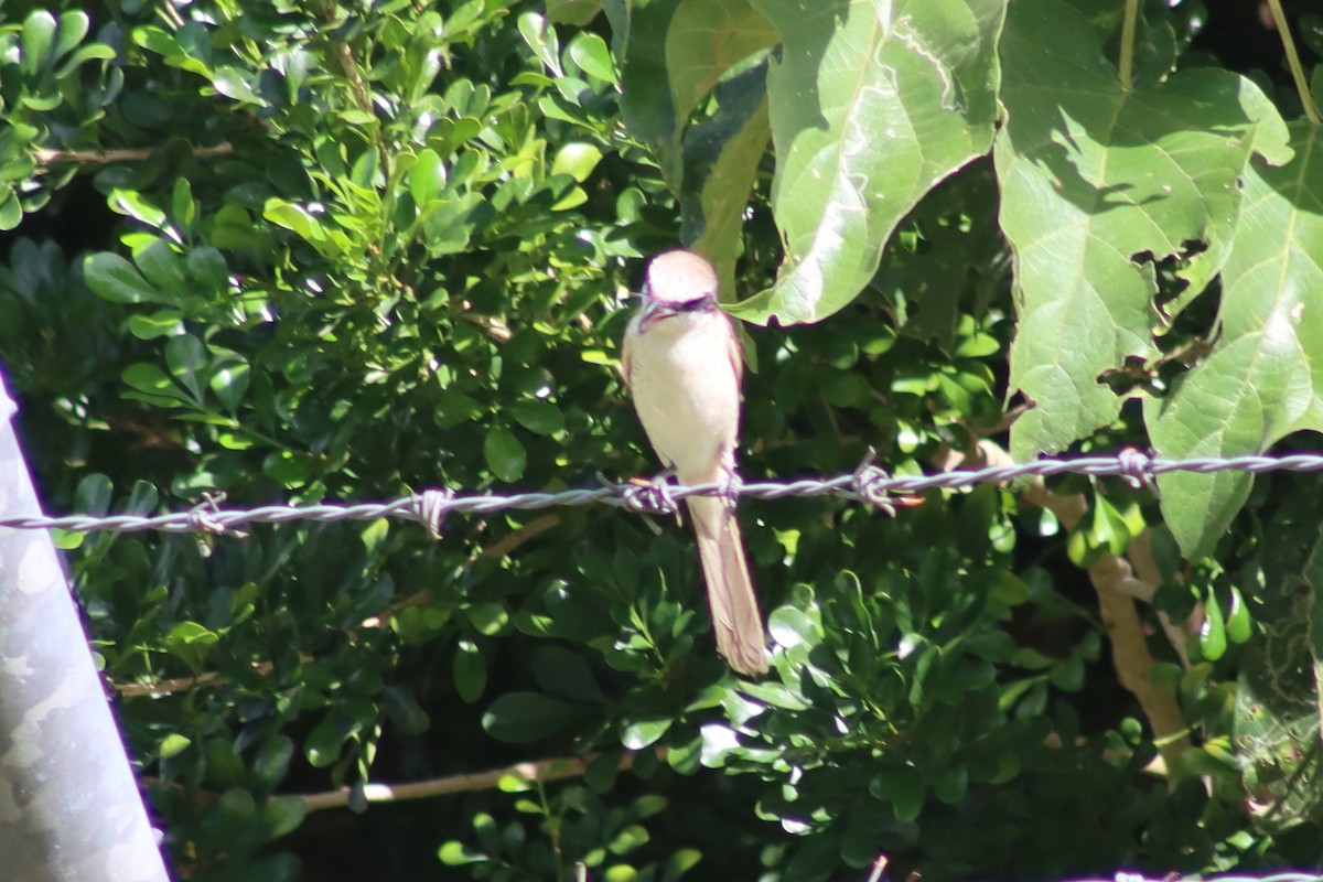 Brown Shrike (Philippine) - ML613118504