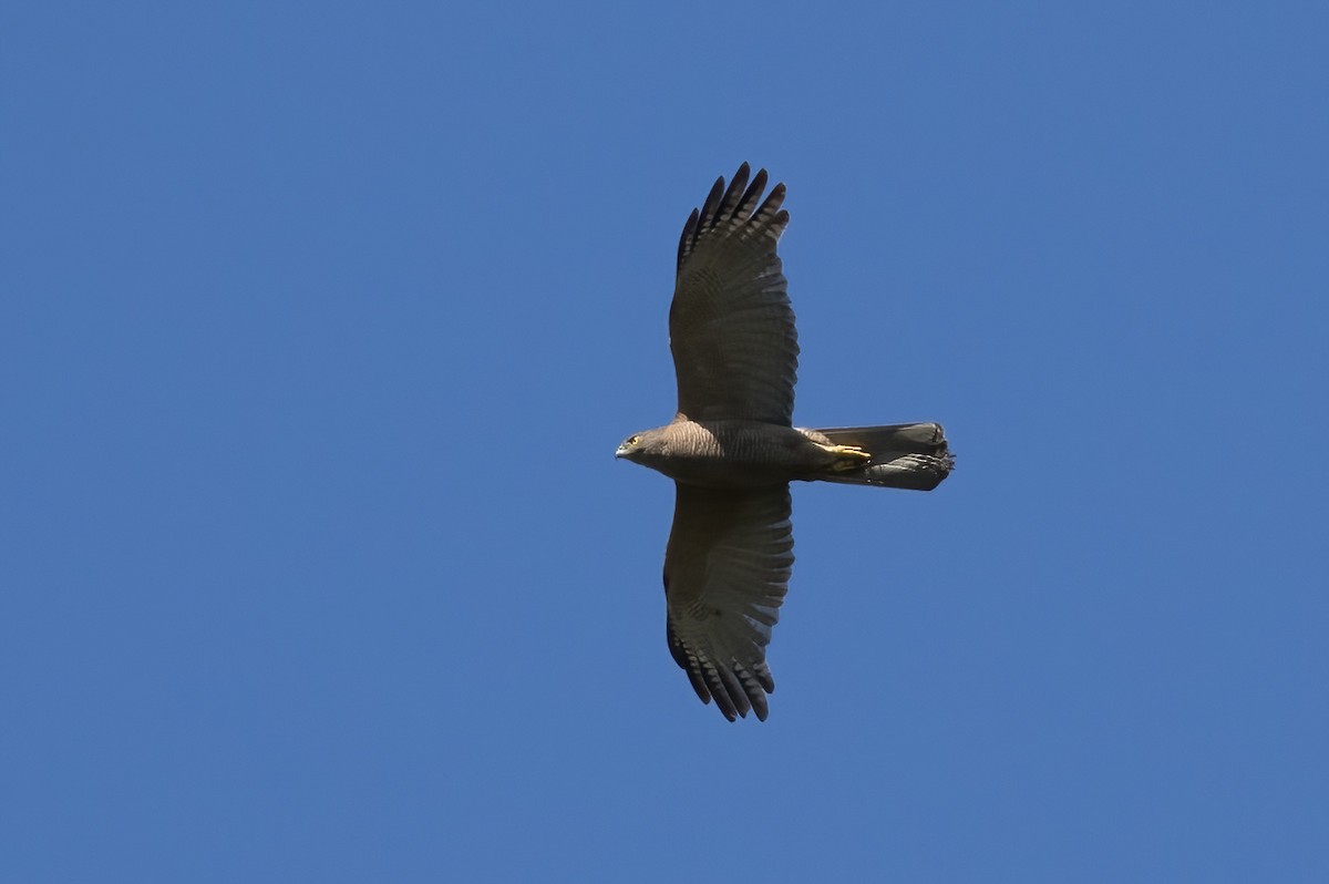 Brown Goshawk - ML613118520