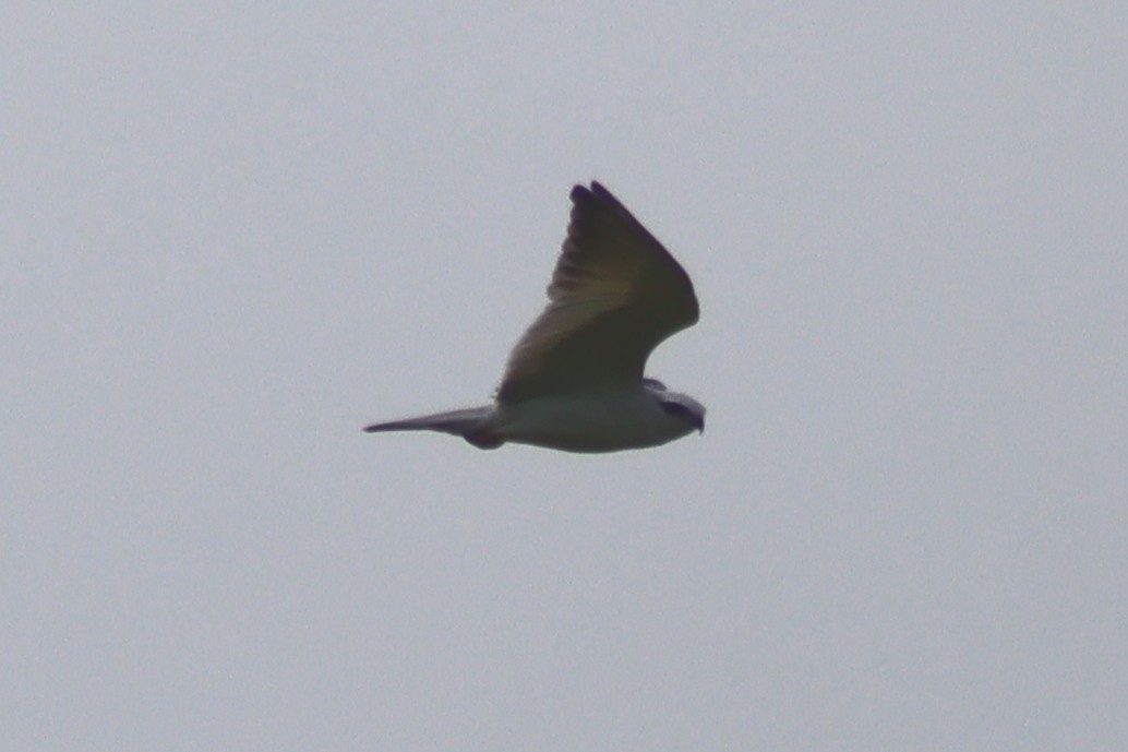 Black-winged Kite - ML613118561