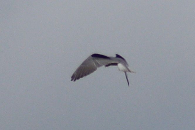 Black-winged Kite - ML613118562