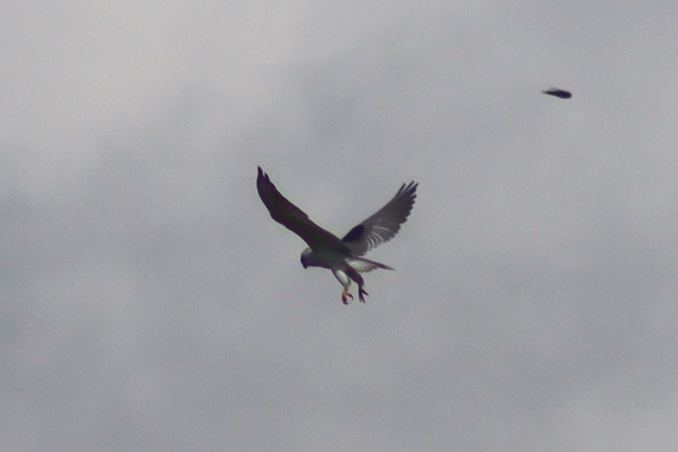 Black-winged Kite - ML613118563