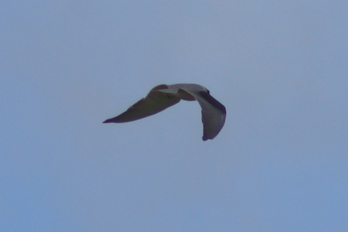 Black-winged Kite - ML613118564