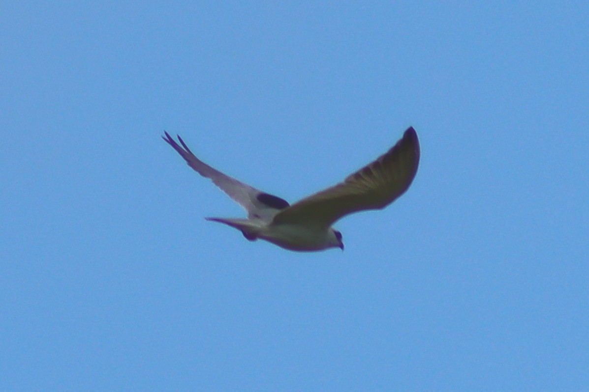 Black-winged Kite - ML613118565