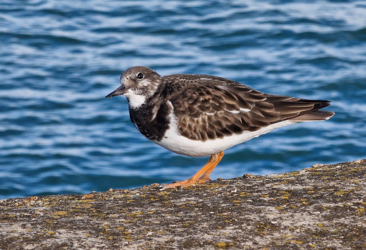 Ruddy Turnstone - ML613118569